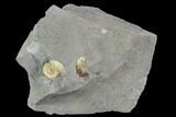 Fossil Ammonites (Promicroceras) - Lyme Regis #110722-1